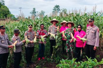 Polres Biak-Papua panen jagung 1 hektare program Asta Cita Presiden Prabowo