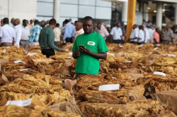 Zimbabwe mulai musim pemasaran tembakau 2025
