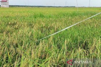 Luas panen tanaman pangan Kotim capai 11.304 hektare