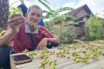 Warga Ponorogo bagikan ribuan kurma gratis hasil panenan sendiri