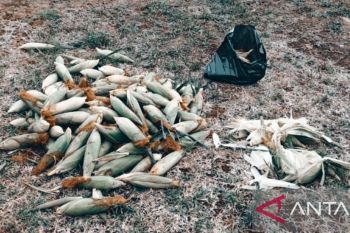 Pemkab Biak kendalikan inflasi di bawah target nasional