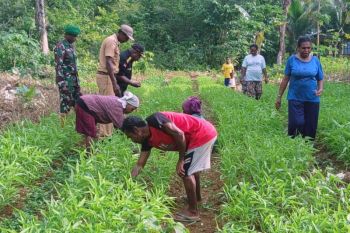 LMA Biak dukung program ketahanan pangan TMMD ke-123 Biak