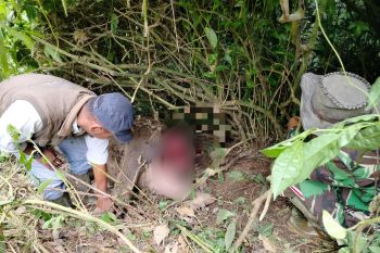 Ternak warga Tigo Balai Agam mati dimangsa harimau (Video)