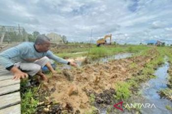 Petani Tapin tanam 2.400 cabai sistem apung