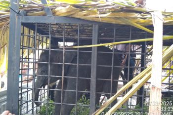 BBKSDA Riau evakuasi anak gajah Sumatera yang terpisah dari induknya di Kampar
