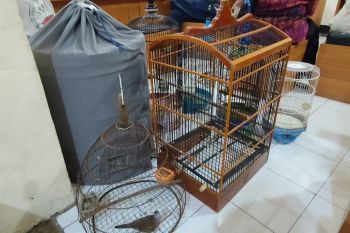Polisi tangkap dua orang pencuri burung di Lombok Timur