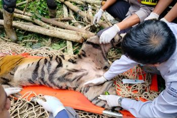 Harimau cacat masuk kandang jebak di Agam berkelamin betina (Video)