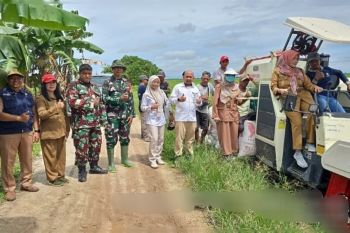 Penyerapan gabah perdana di Kotim capai 14,3 ton