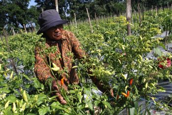 Upaya pengendalian harga cabai rawit