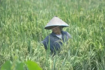 Produksi padi Sumsel dipastikan terjaga walau sejumlah sawah terdampak banjir