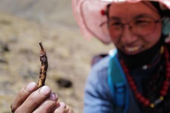 Peneliti China temukan spesies jamur baru di dataran tinggi di Tibet