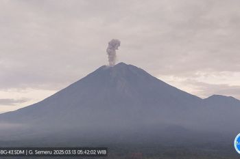 Gunung Semeru erupsi hari ini, tinggi letusan 500-900 meter