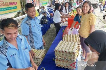 Peluang usaha ayam petelur sangat potensial di Kotim