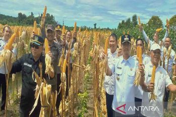 Dukung ketahanan pangan nasional, Lapas Sukamara panen Jagung dan Cabai