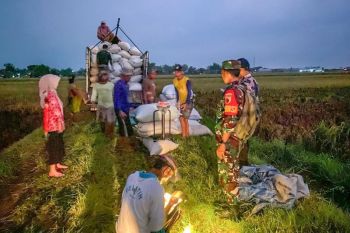 Serapan gabah BULOG tembus 300.000 ton Setara Beras, siap hadapi panen raya 2025