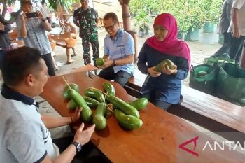 Sentuhan kreatif bikin alpukat Kelud berbeda