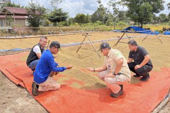 Serapan gabah Bulog di Kalteng capai 114 persen, gerak cepat dukung swasembada pangan