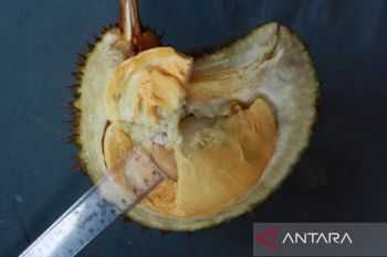 Durian tembaga Bangka Barat tercatat sebagai SDG