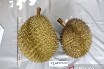 Babel siapkan Festival Durian Bangka Belitung guna tarik wisatawan