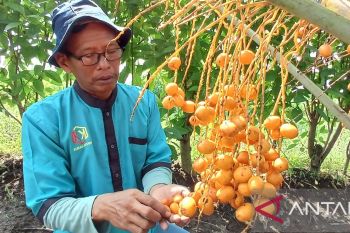 Komunitas: Budi daya pohon kurma di Kediri makin diminati