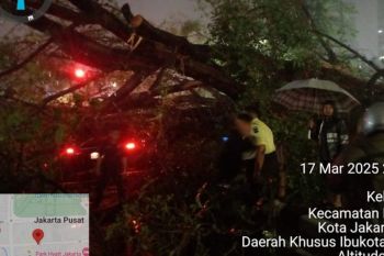 Hujan dan angin kencang sebabkan pohon tumbang