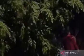 Pohon di Kebon Jeruk tumbang  saat hujan deras