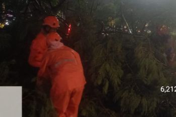 Sebanyak 13 pohon di Jakarta tumbang dua orang jadi korban