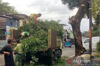 Ranting bekas penopingan pohon dibuat kompos di Jaksel