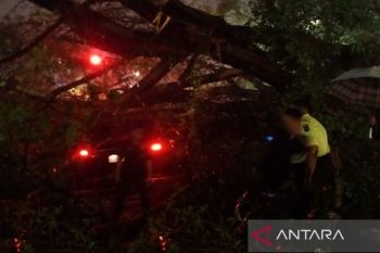 Hujan dan angin kencang sebabkan pohon tumbang di Kebon Sirih