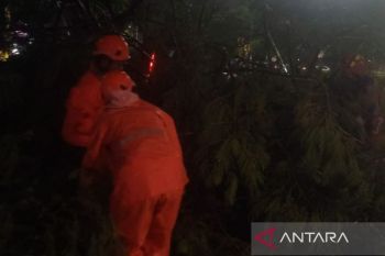 BPBD: 13 pohon di Jakarta tumbang dua orang jadi korban