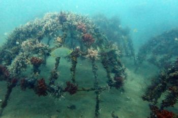 Artificial reef PT Timah di Rambak berhasil jadi karang alami