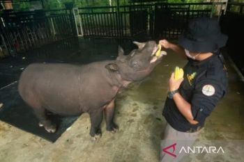 BKSDA Kaltim optimalkan pengecekan rutin dan nutrisi badak pahu