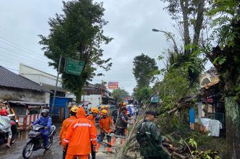 BPBD Bondowoso catatkan puluhan pohon tumbang diterjang angin kencang