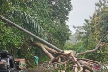 BPBD OKU Selatan  evakuasi pohon tumbang di tiga desa
