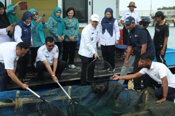 Ketahanan pangan, Pulau Seribu juga panen 700 ekor ikan kerapu