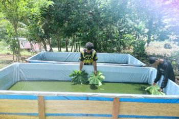 Satgas TMMD sebut program budi daya ikan lele tingkatkan ekonomi warga Kbusdori