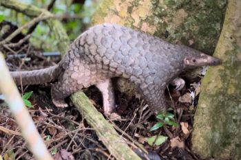 BKSDA lepasliarkan landak hingga trenggiling di Hutan Batukaru-Tabanan