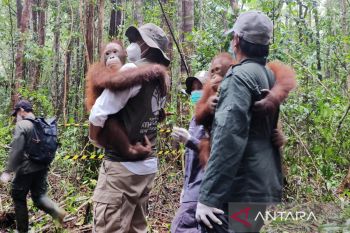 Didampingi Wagub Kalteng, Menhut antarkan orang utan menuju sekolah hutan