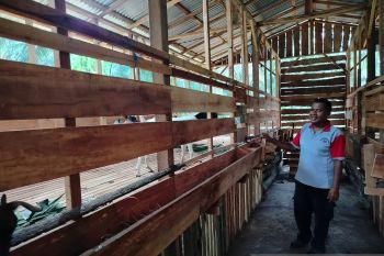 Pensiunan Polres Agam berternak kambing di kebun sawit motivasi warga