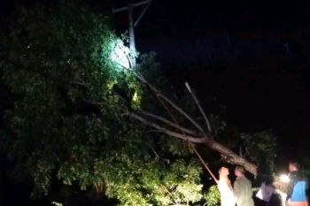 Puluhan pohon di Lombok Tengah tumbang diterjang angin kencang