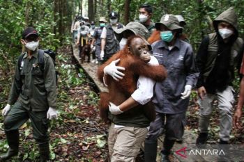 Menhut Raja Juli Antoni tinjau sekolah Orang Utan di Palangka Raya