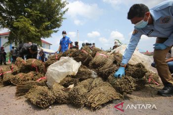 FOTO - Pemusnahan narkotika jaringan Thailand