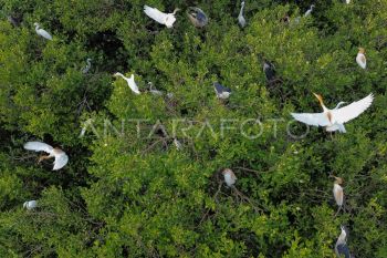 Populasi burung kuntul yang terancam punah