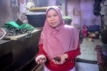 UMKM Amartha raih omzet Rp100 juta per bulan dari usaha ternak cacing