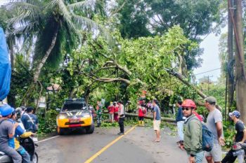 PLN minta masyarakat waspadai pohon tumbang timpa jaringan listrik