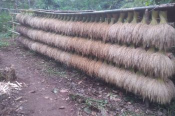 Produksi panen padi huma masyarakat Badui turun