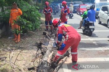 Petugas evakuasi pohon tumbang di Kembangan Jakarta Barat