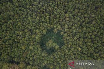 Kemenhut: Luas hutan RI 95,5 juta ha & angka deforestasi 175,4 ribu ha