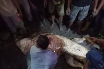Bocah di Kubu Rohil hilang usai diterkam buaya saat main di tepi sungai