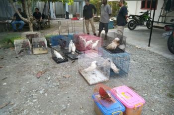 Kemenhut ungkap perdagangan puluhan satwa dilindungi di Papua Tengah